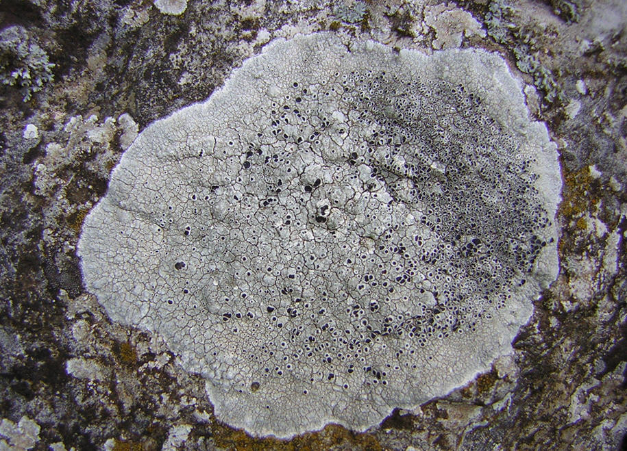 Splendido lichene